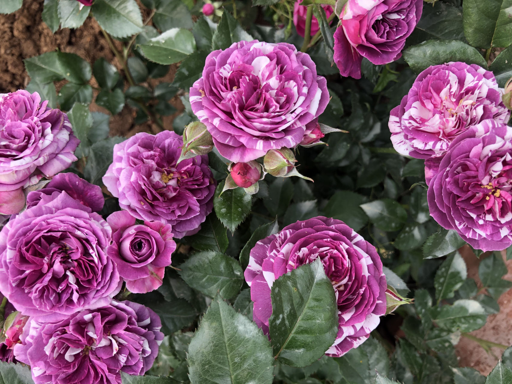 这就是阳台微月芬芳宝石.芬芳宝石的春花(图9),是紫色配奶白色条纹.