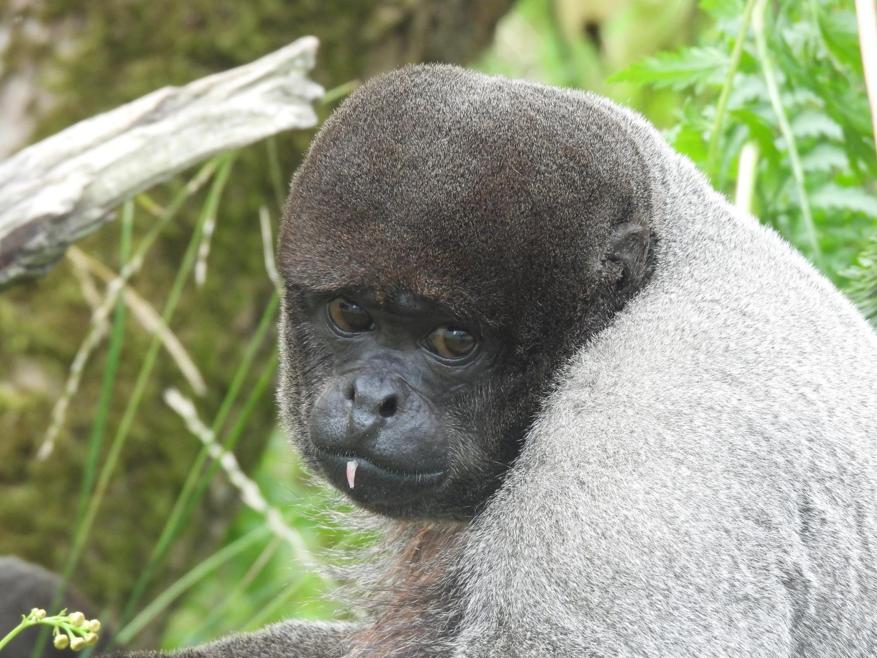 灰绒毛猴@(/o111611o) 奥地利施密丁动物园zoo schmiding 67