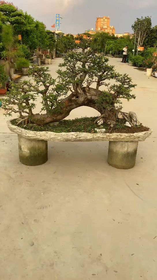 极品过桥榆树