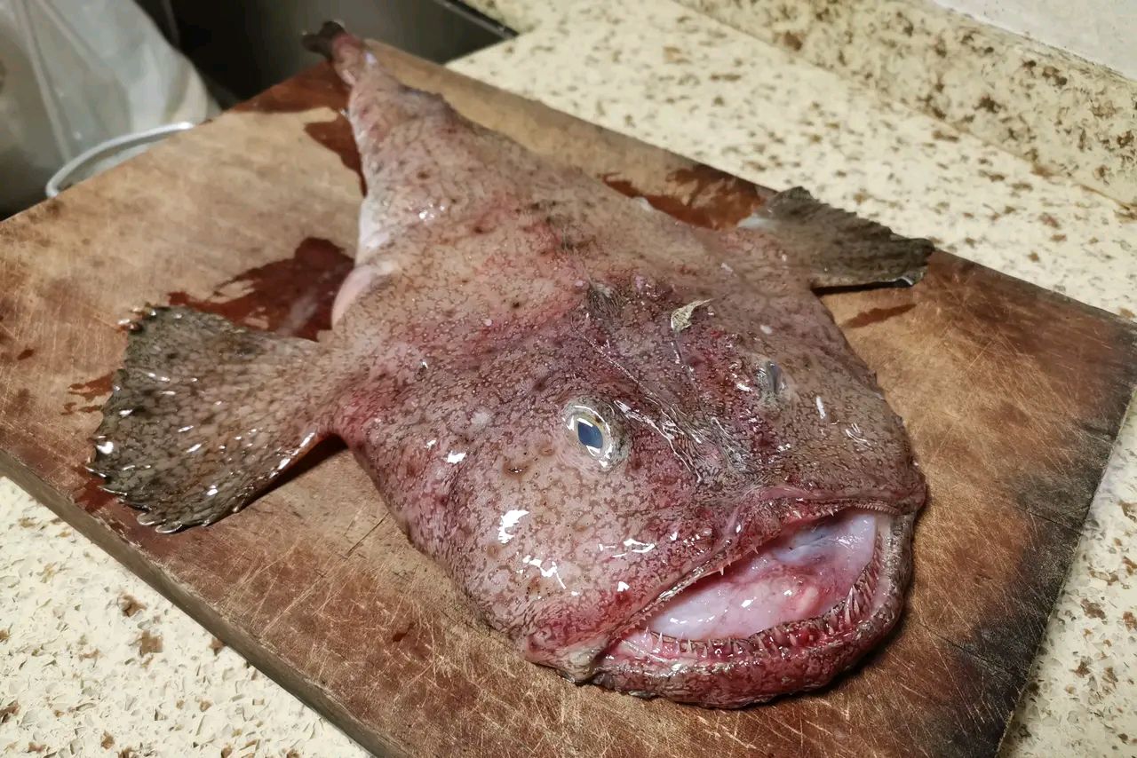 大家见过这种鱼吗,长得实在是太丑了?