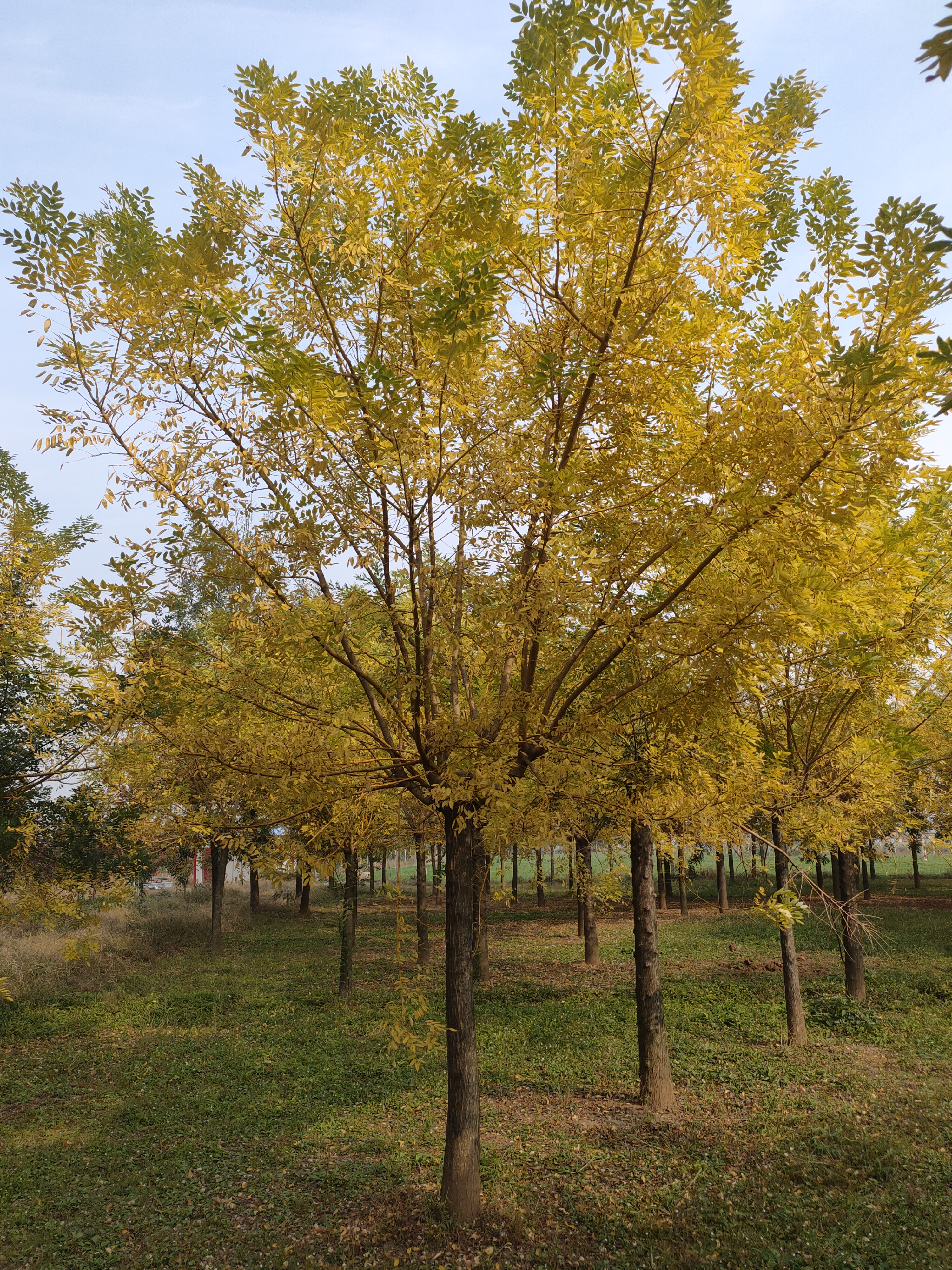 金枝槐价格(黄金槐价格)(金叶槐价格)