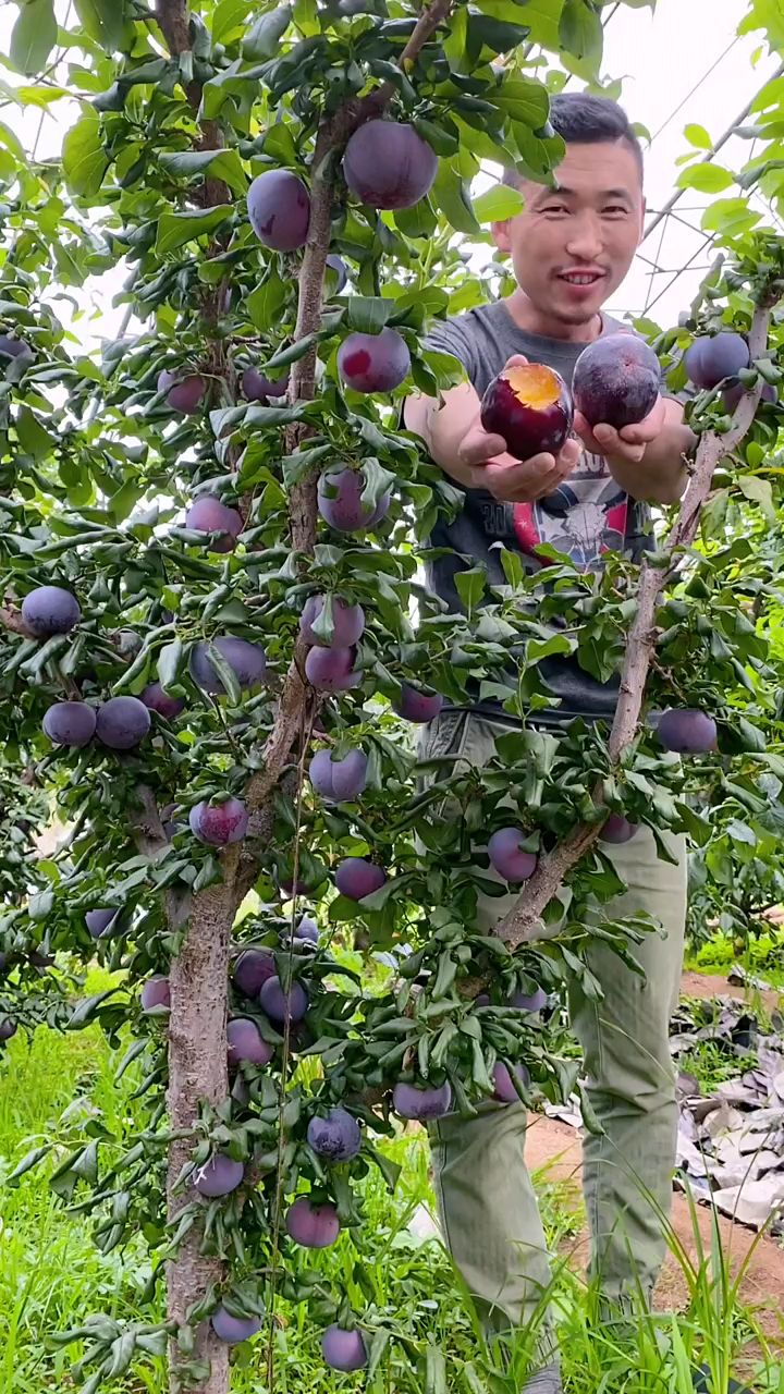 黑布林黑霸王李子苗个头大糖度高抗寒零下35度