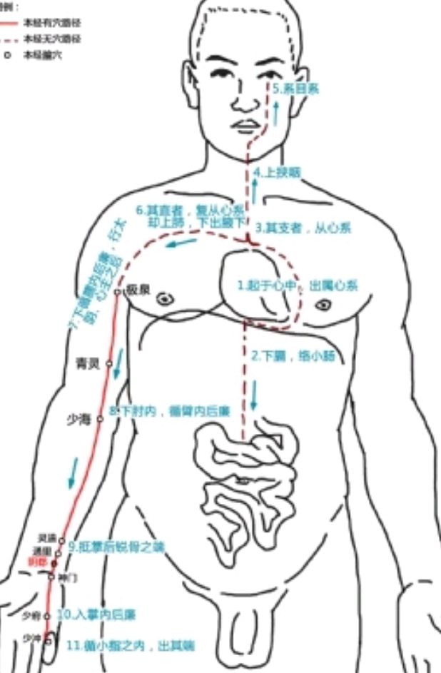 手少陰心經脈路線圖