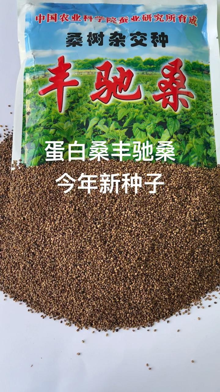 农科院丰驰蛋白桑,年收割3～4次,连续收割30年,高蛋白饲料草!