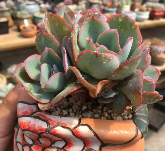 多肉朱莉斯养的花友比较少,但是养了之后,发现出状态很不错