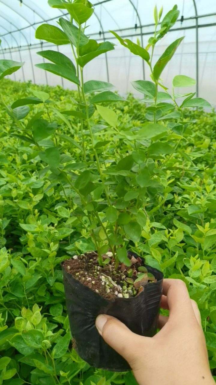 露天不怕冻的蓝莓是哪个品种,新品种德雷伯和智力杜克蓝莓苗抗寒能力