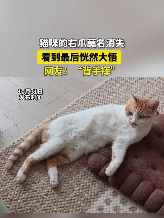 猫咪的右爪莫名消失,看到最后恍然大悟