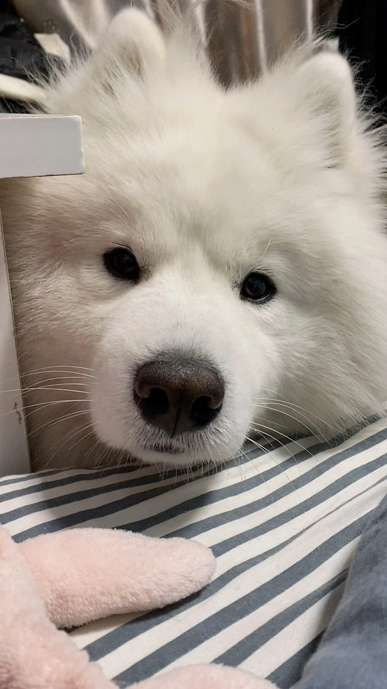 谁能拒绝一只这么会撒娇的大狗狗,尤其是萨摩耶,像极了跟麻麻要零食的