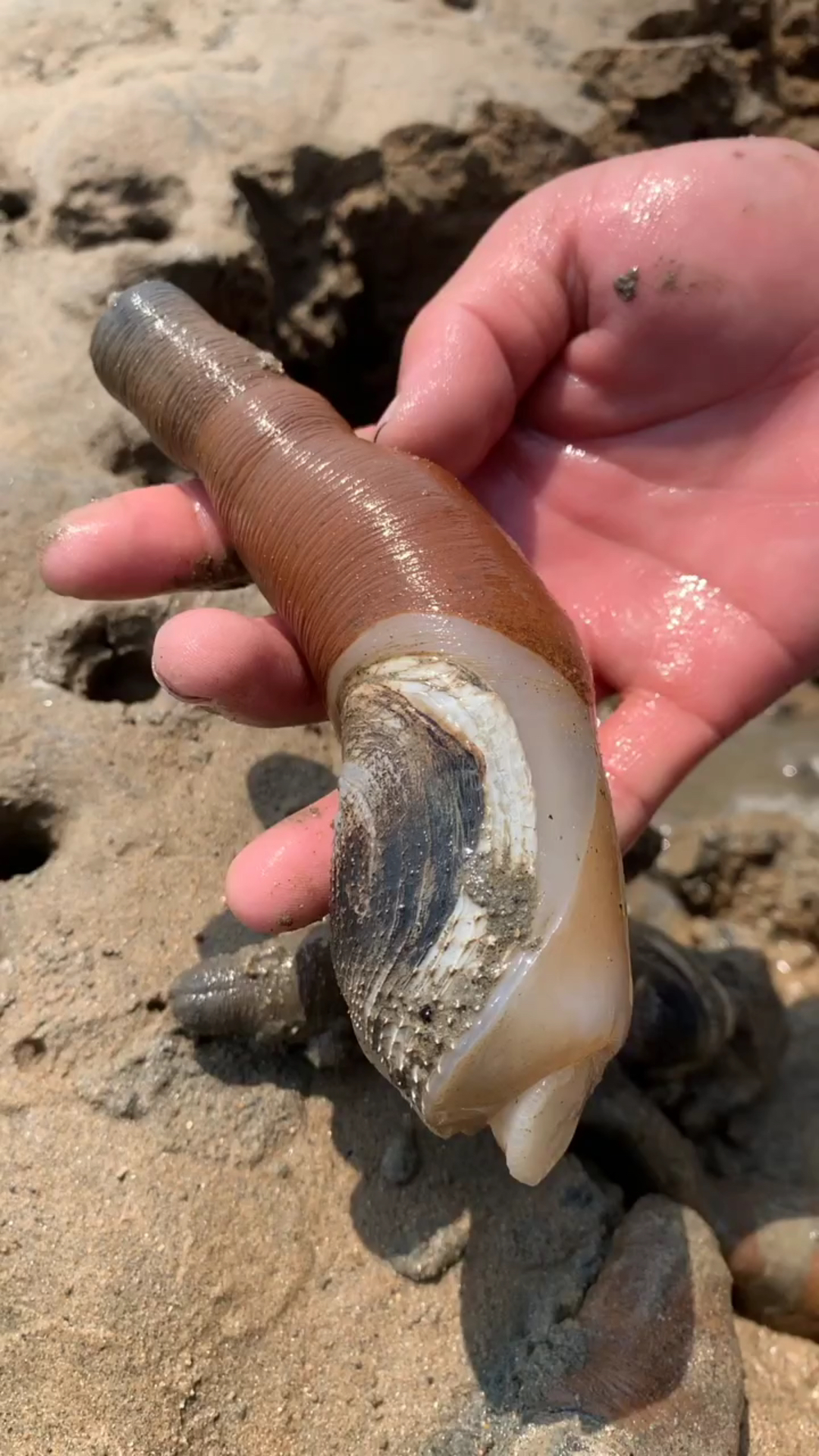 玉米螺也叫象拔棒远方的你吃过吗