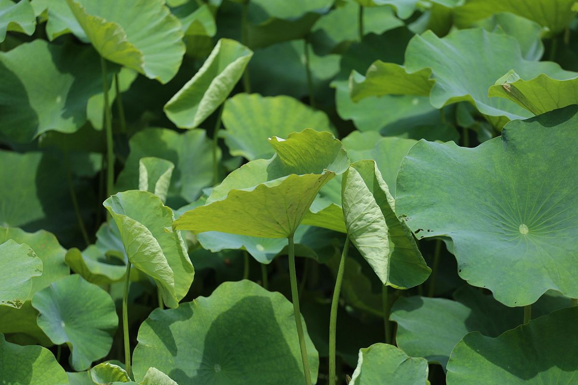 荷叶的美丽无与伦比!