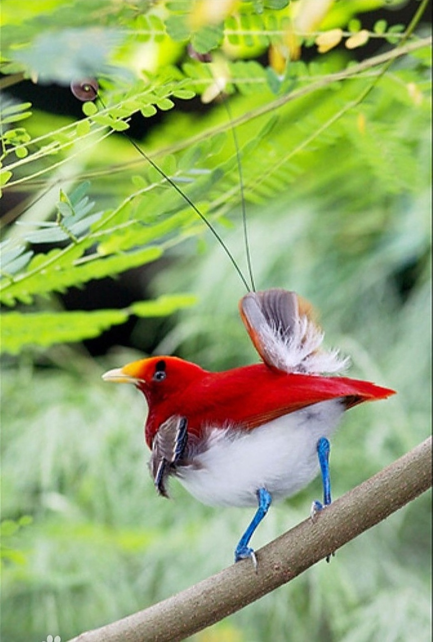 雄鸟羽毛艳丽,尾部自带球拍  王极乐鸟是雀形目极乐鸟科动物,是极乐鸟