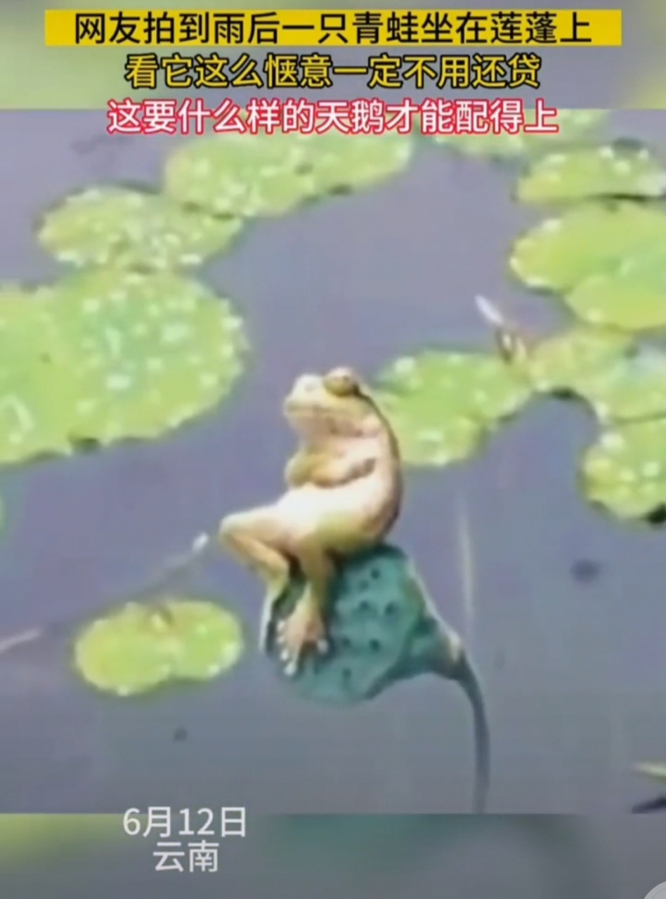 雨后小青蛙惬意滴插着小手,坐在莲蓬上,这得什么条件的天鹅才配得上?