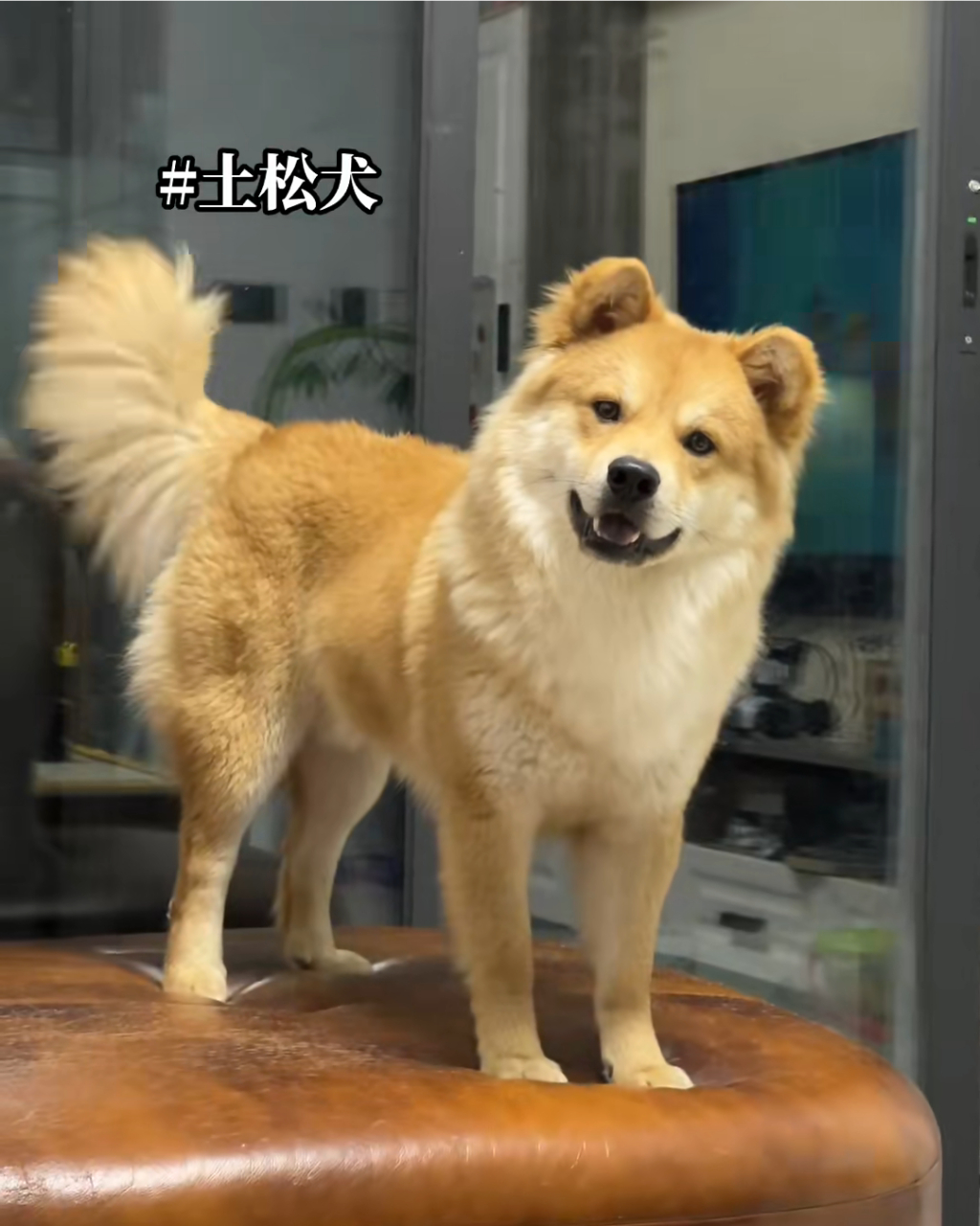 哈哈哈,这土松犬长得真标志,实在太帅了!#中华田园犬