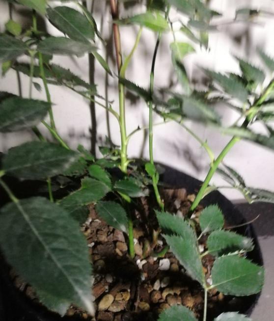 复合肥颗粒和磷酸二氢钾可以同时使用吗?