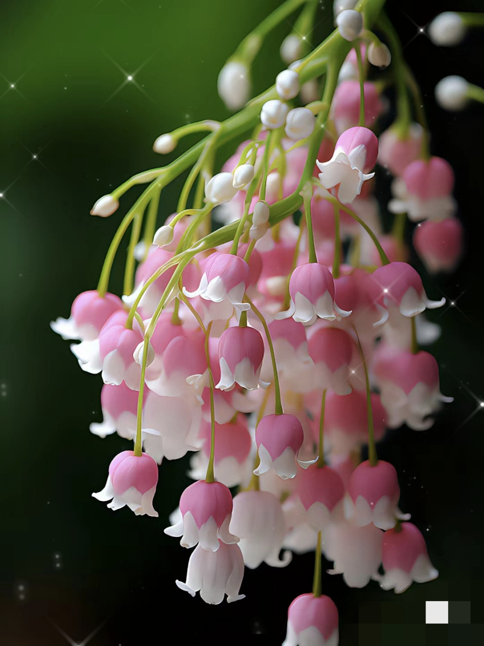 据说看见这铃兰花会走桃花运