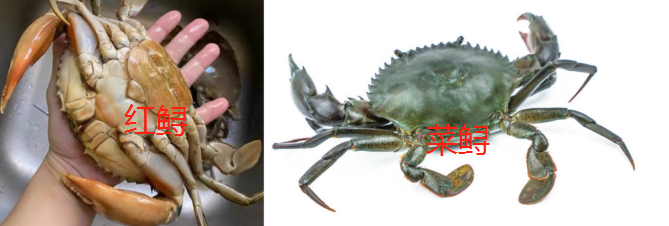 红鲟和菜鲟有什么区别呢?