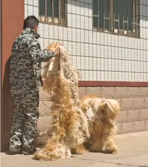 原来藏獒剃毛前后有如此大变化,剃毛前是金毛狮王,剃毛后是绵羊