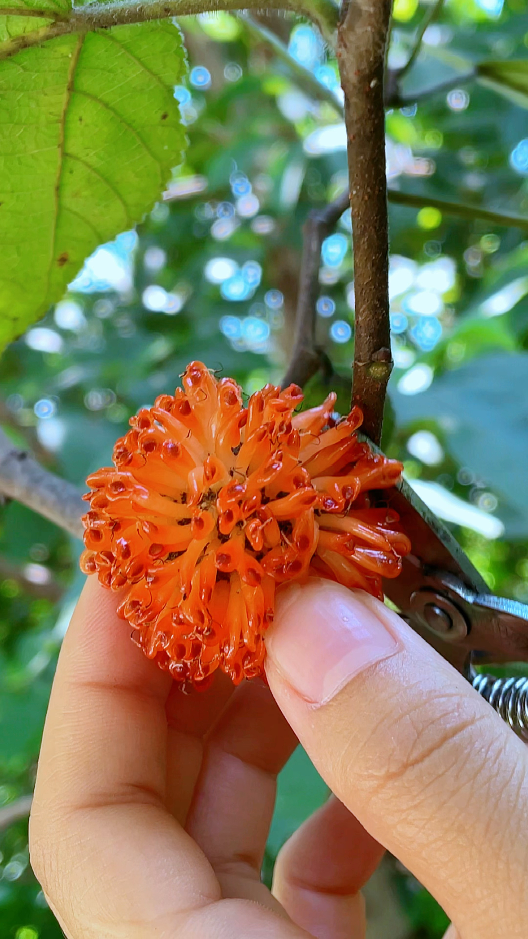 农村路边这种红彤彤的果实它叫楮实子在你的家乡也有这个果子吗