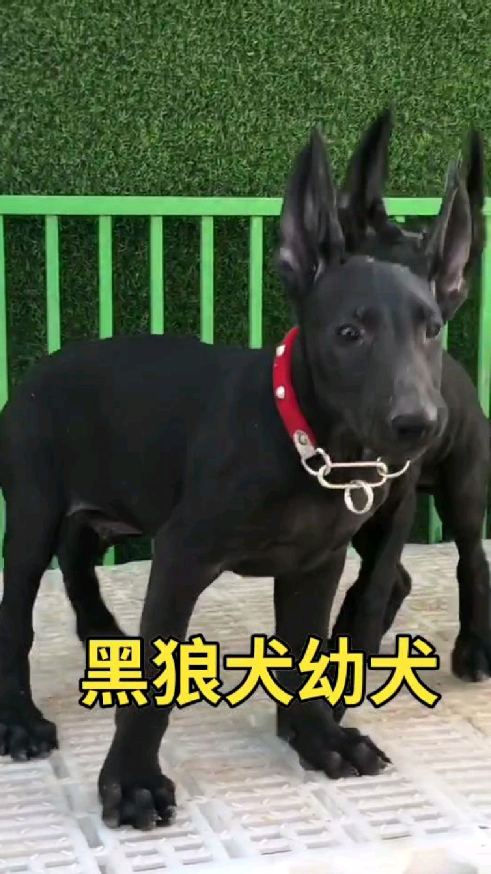 黑狼幼犬特征图片