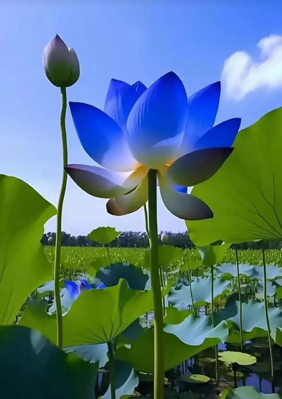 荷花散发清雅香气90让人感到舒适与惬意97人生需要保持内心的静谧