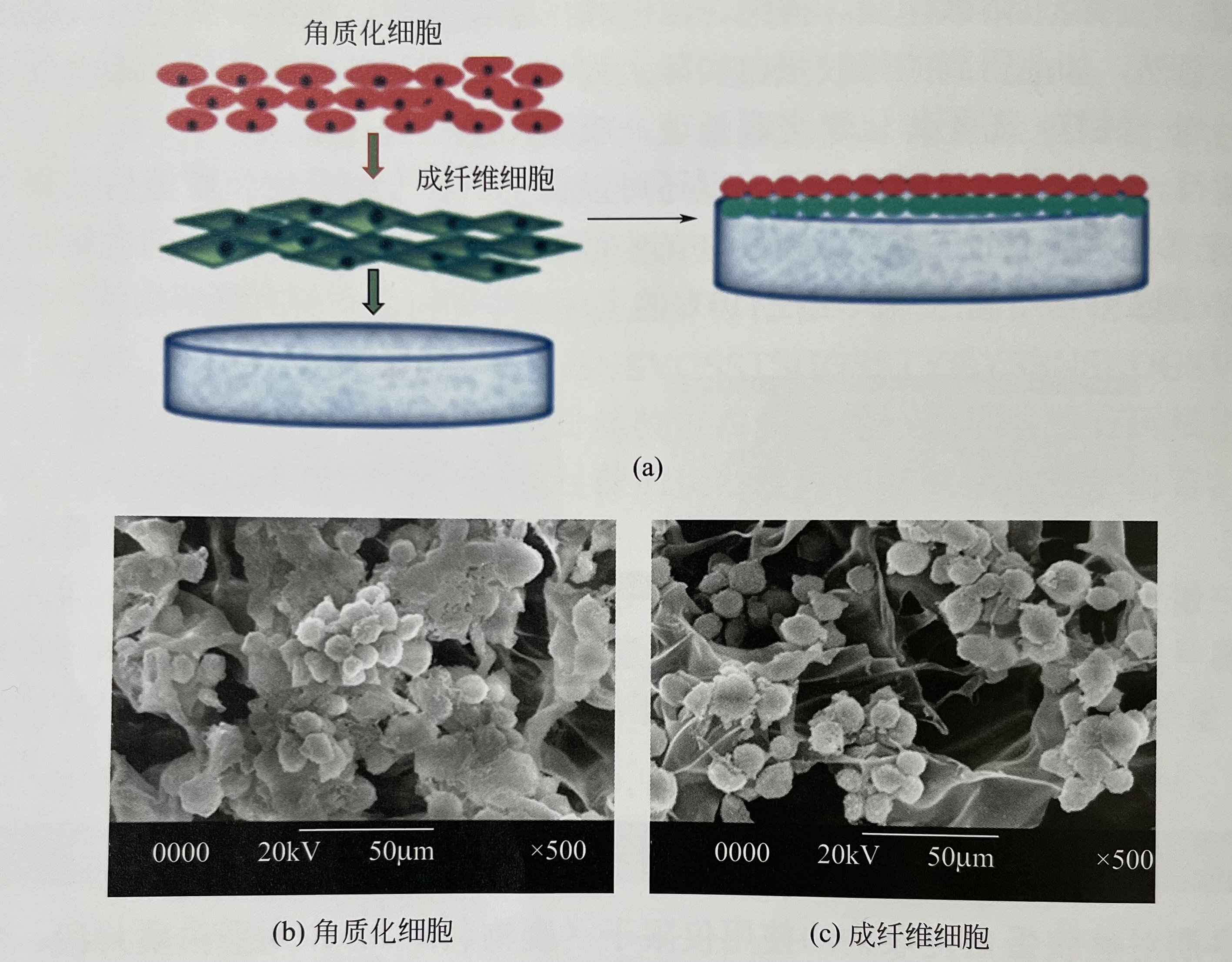 "丝胶蛋白"介绍