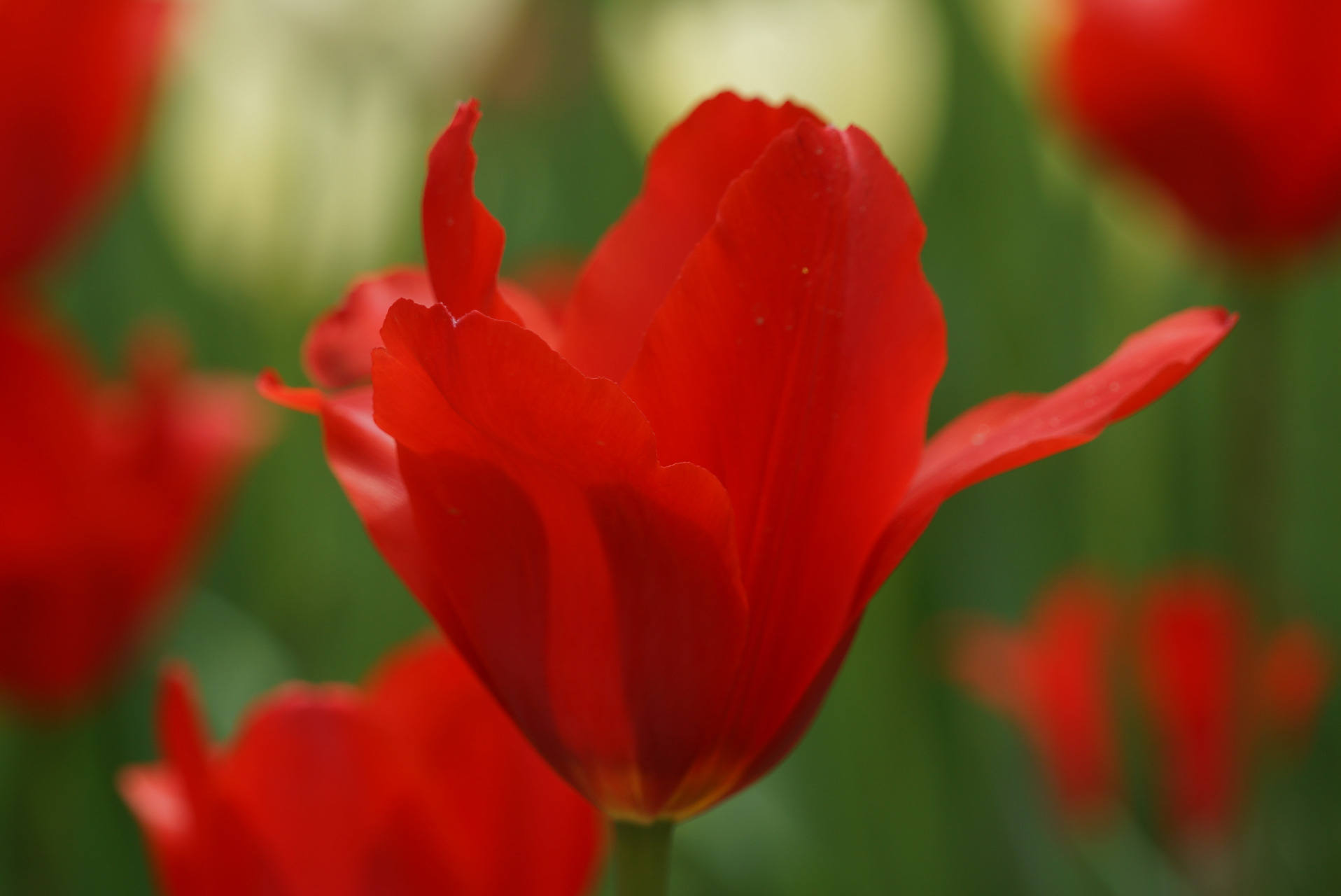 九月动态激励计划# 郁金香——红衣主教  红衣主教,花单瓣,杯状,以