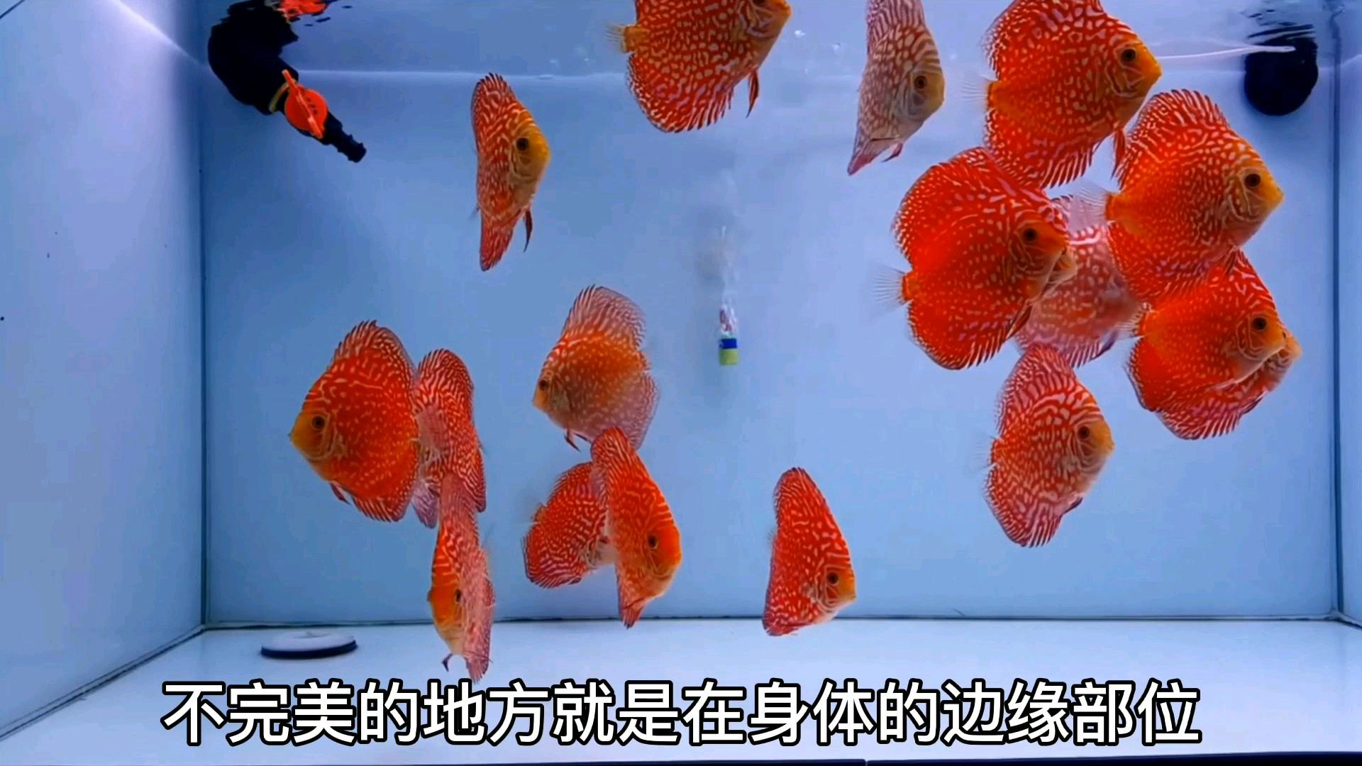 世界上最美丽的七彩神仙鱼鸽子红最大的缺点却是黑纱,真是美中不足
