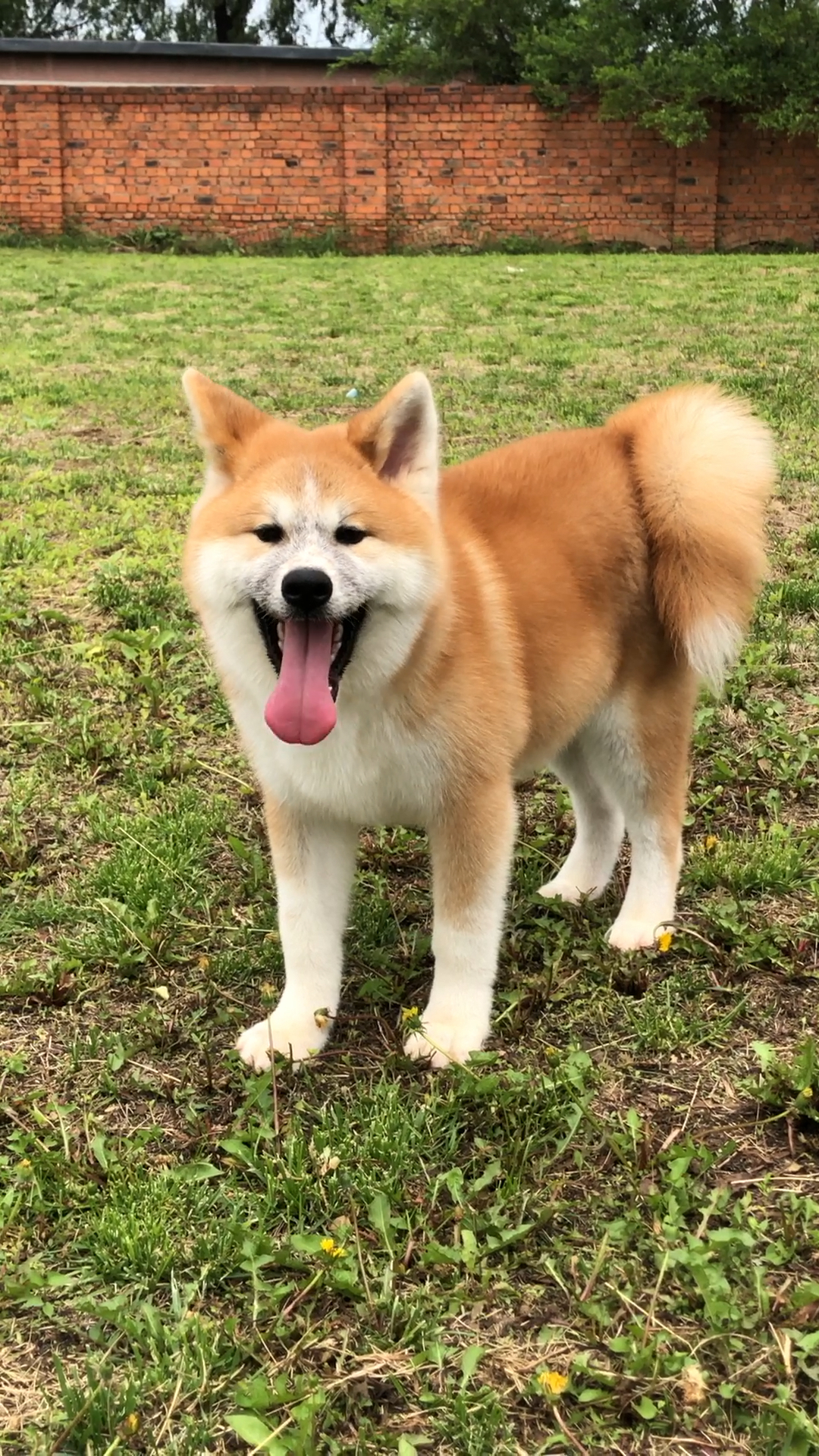 秋田犬小公,秋田犬,秋田