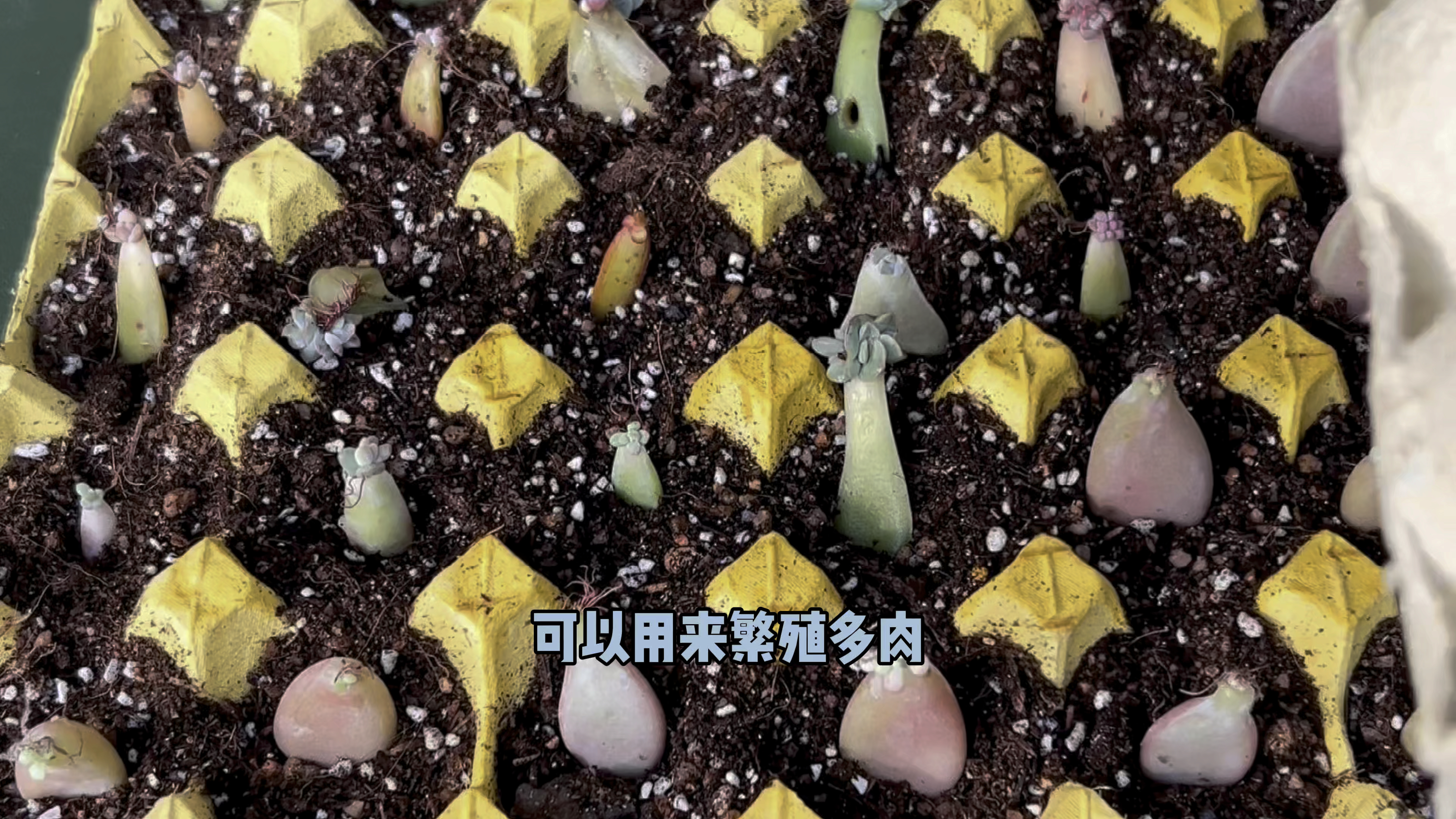 买鸡蛋的纸盒别丢了,拿来养多肉又是好宝贝