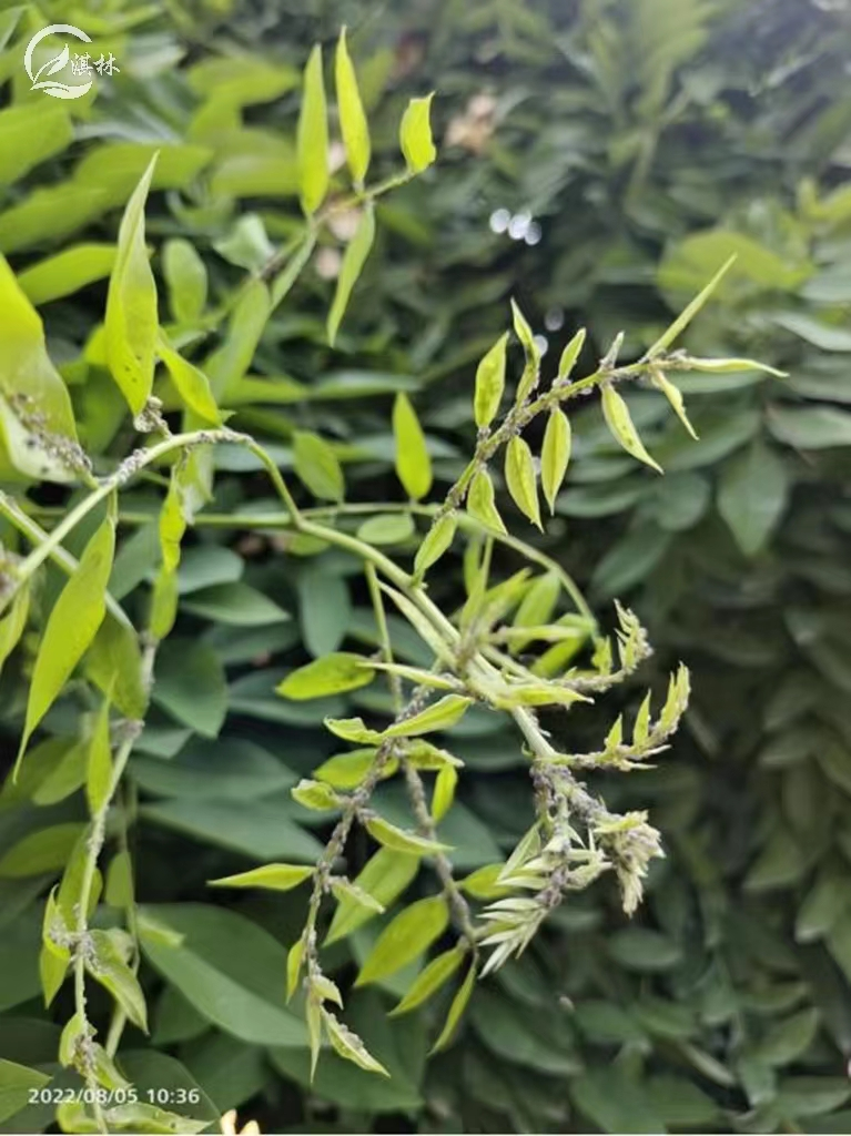 槐蚜年年有,如何防治才彻底?