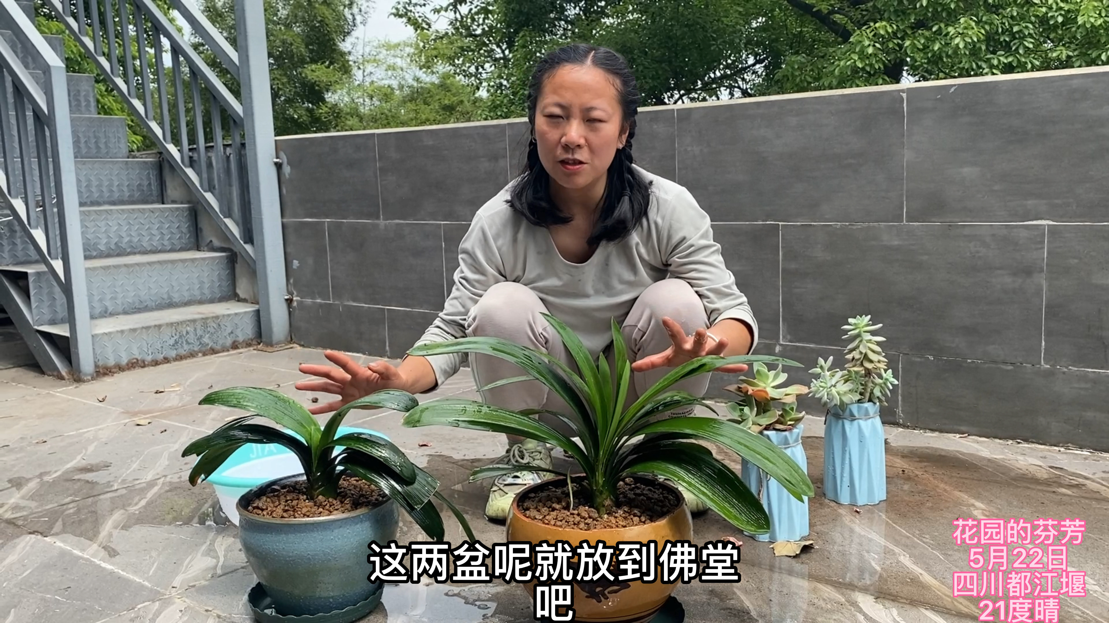 室内的水培多肉长徒了,种2盆大君子兰调换,看会不会简单些!