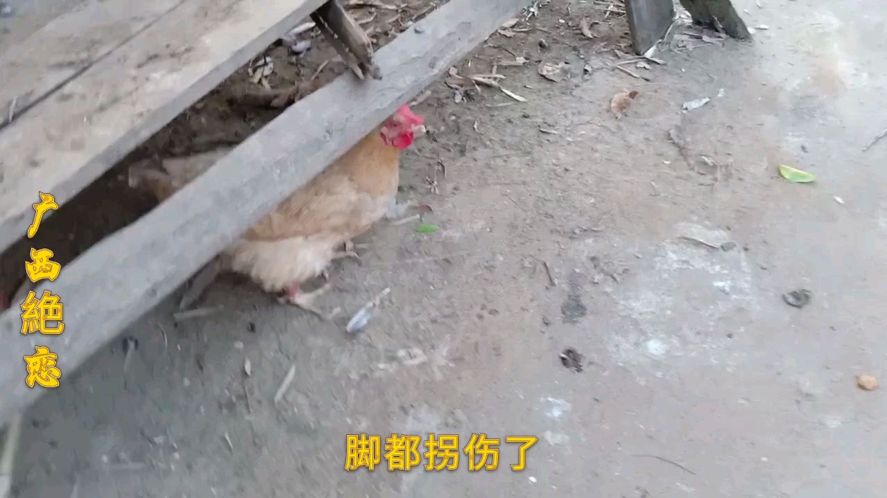 母鸡无缘无故拐伤了脚,到底经历了什么?看着心疼
