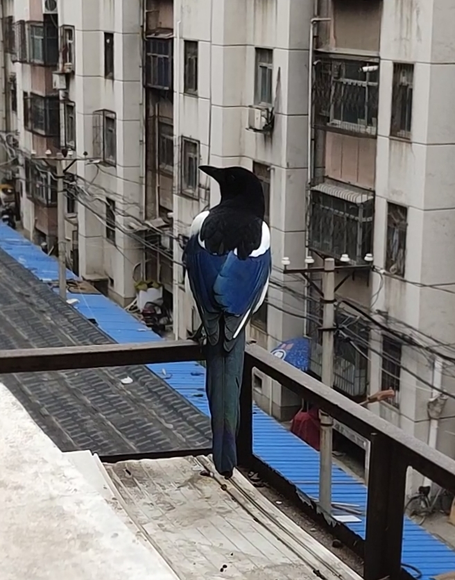飞到我家阳台的喜鹊