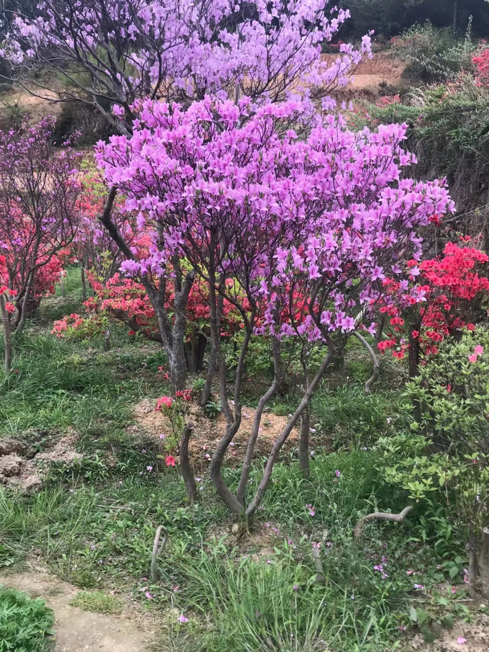 再次来到村里,映山红紫花桩收来800米一棵,引来很多收购商,确实划算