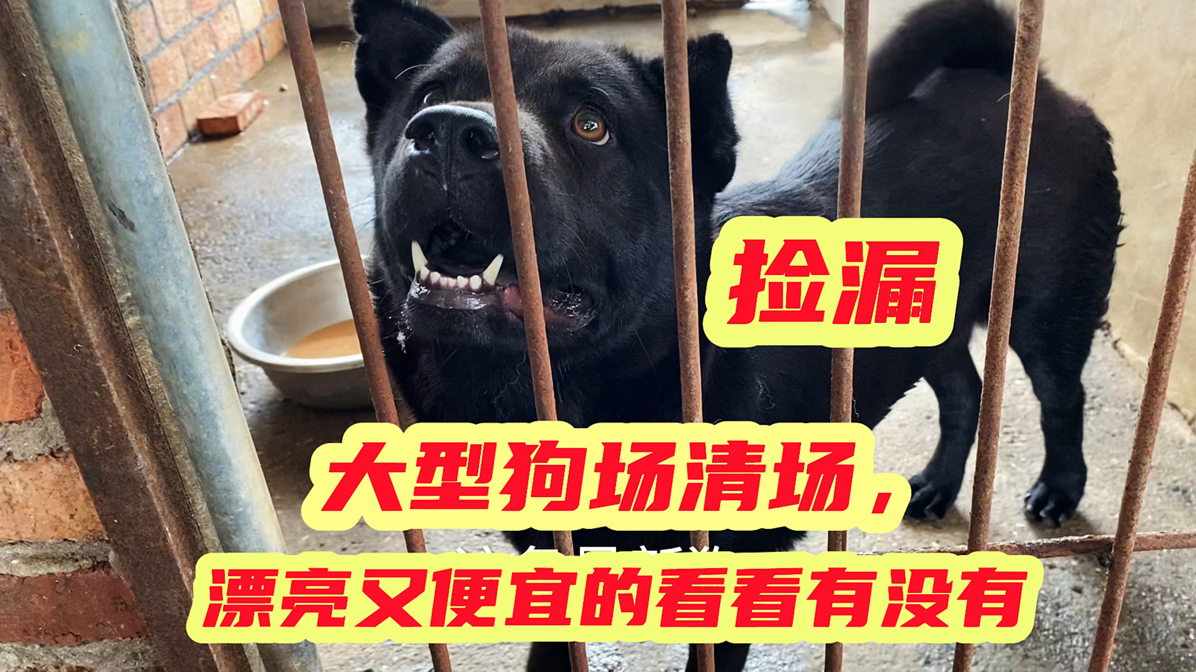 大型养殖场准备清场,去看看有没有,又便宜又漂亮的狗狗