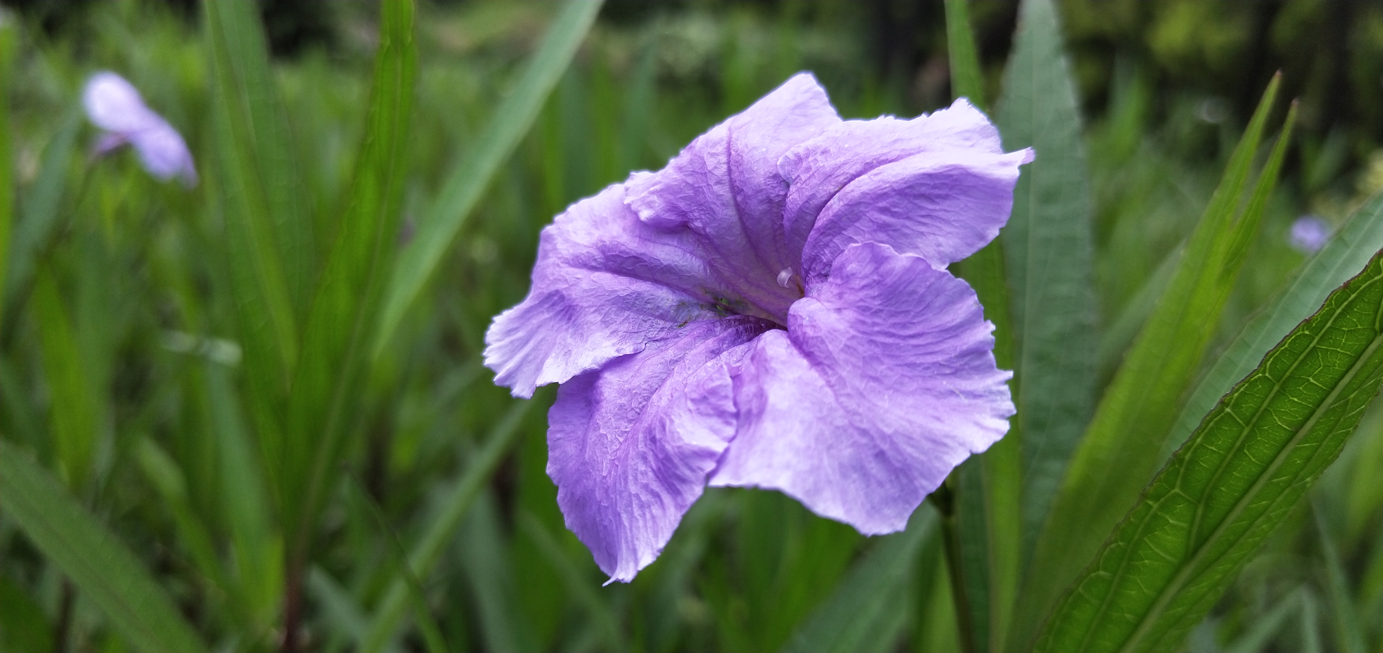 蓝花草就是我们常说的翠芦莉,是一种以紫蓝色为主的花卉植物