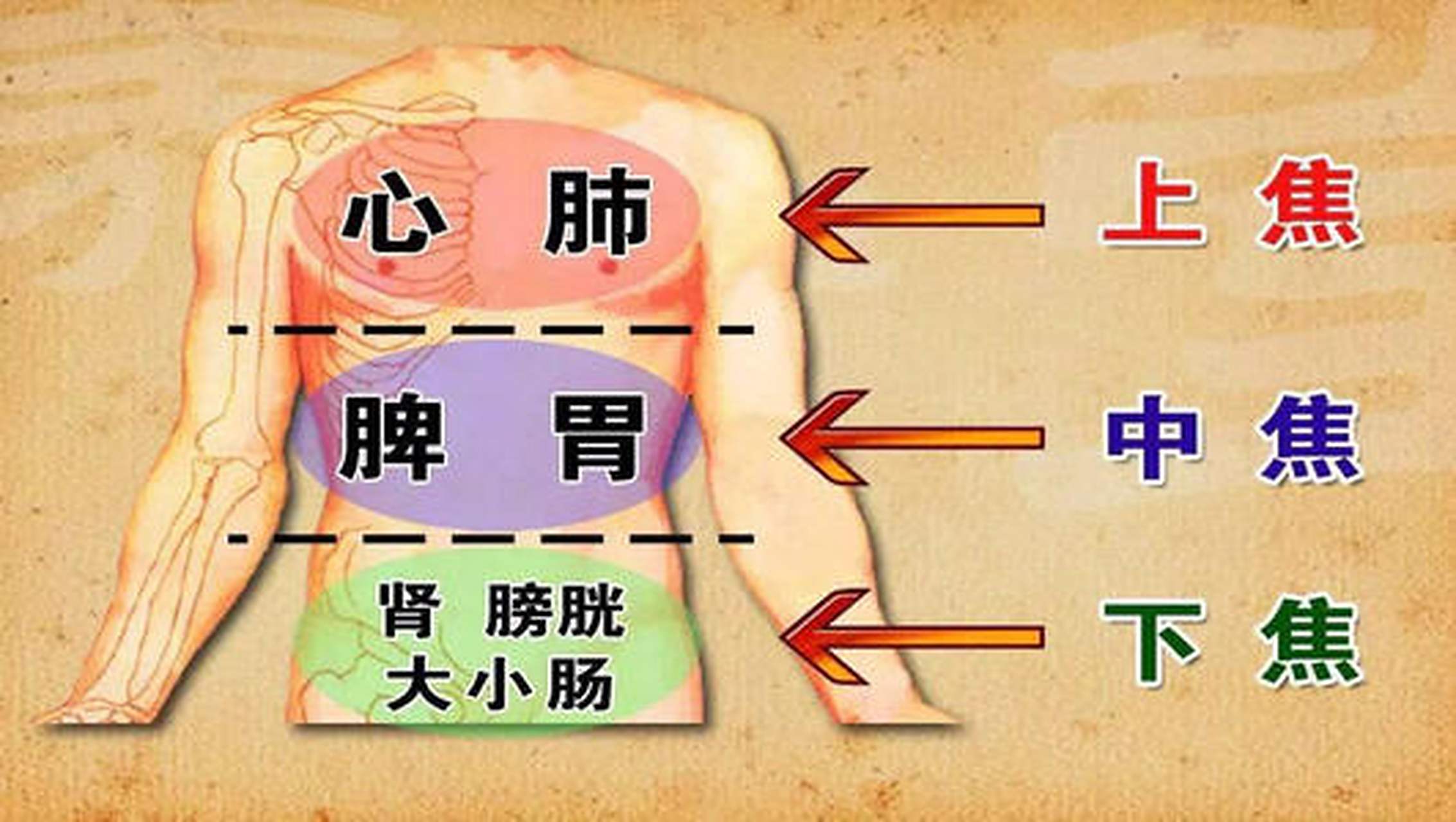 三焦用药法  上焦主胸中,膈中,橘红,蔻仁是宣畅胸中主药,枳壳,桔梗是