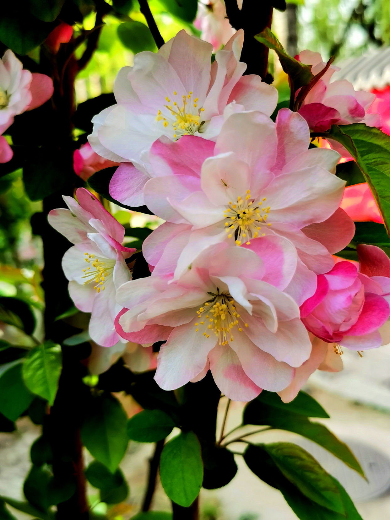 手机拍摄的西府海棠于2021.0408上午