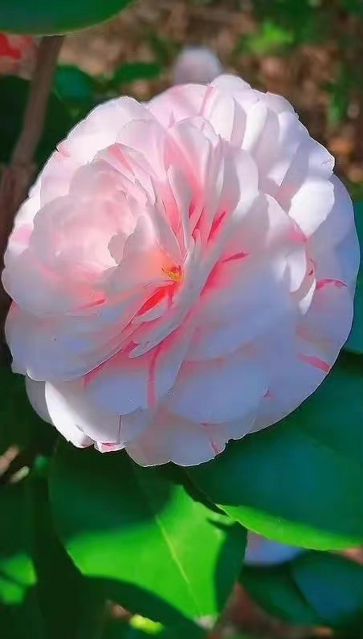 茶花花期在春天与春末夏初,这时节咋还有双色茶花开?奇花呀.