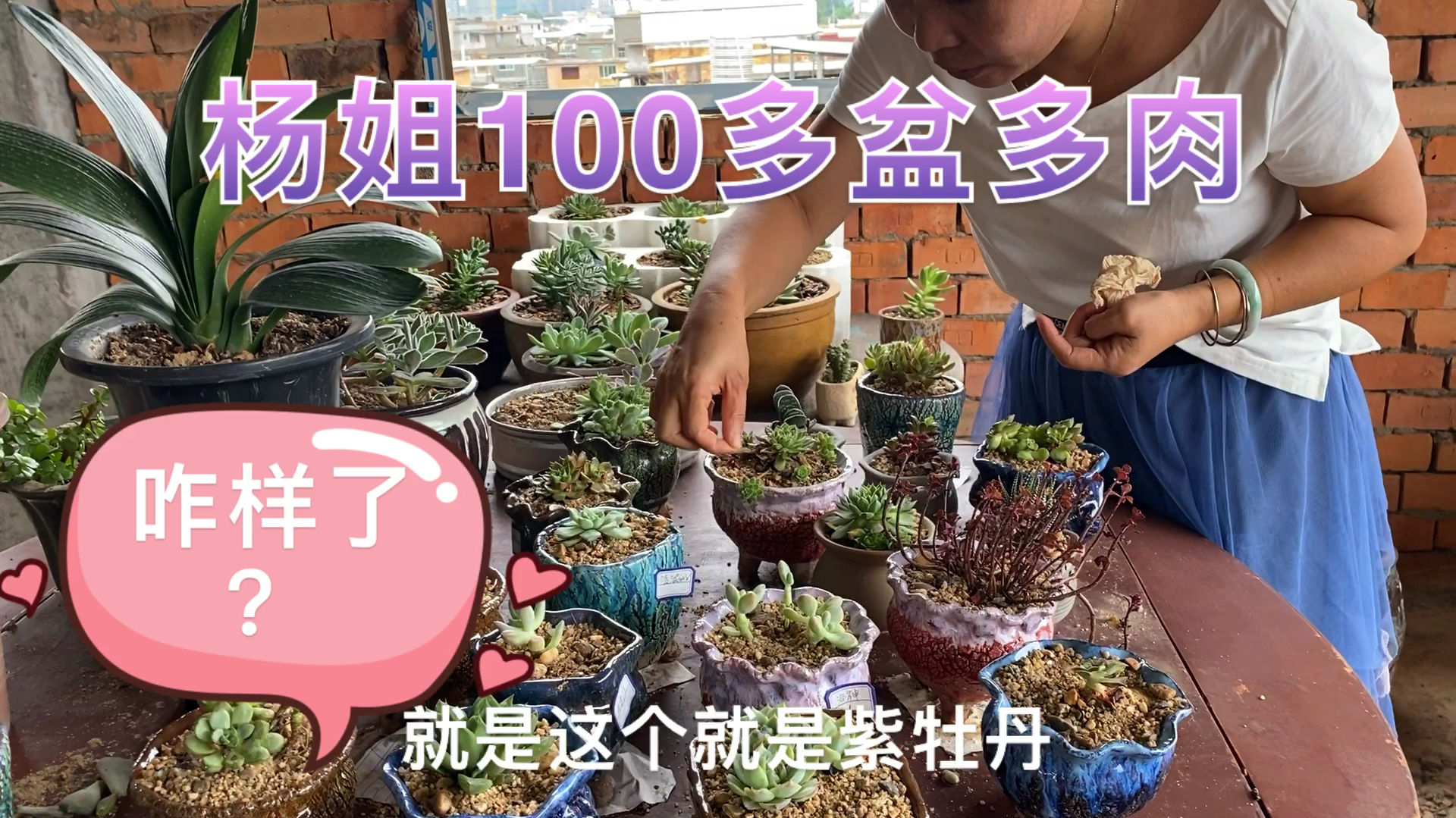 杨姐100多盆多肉如何度夏?带大家看看去!