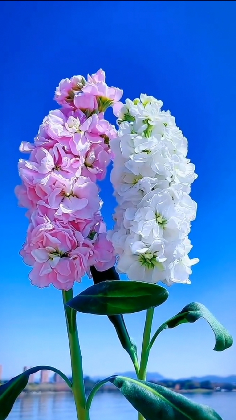 彼此相互尊重,相互包容,相互信任,相互关爱;平时尽量不干预对方的自由