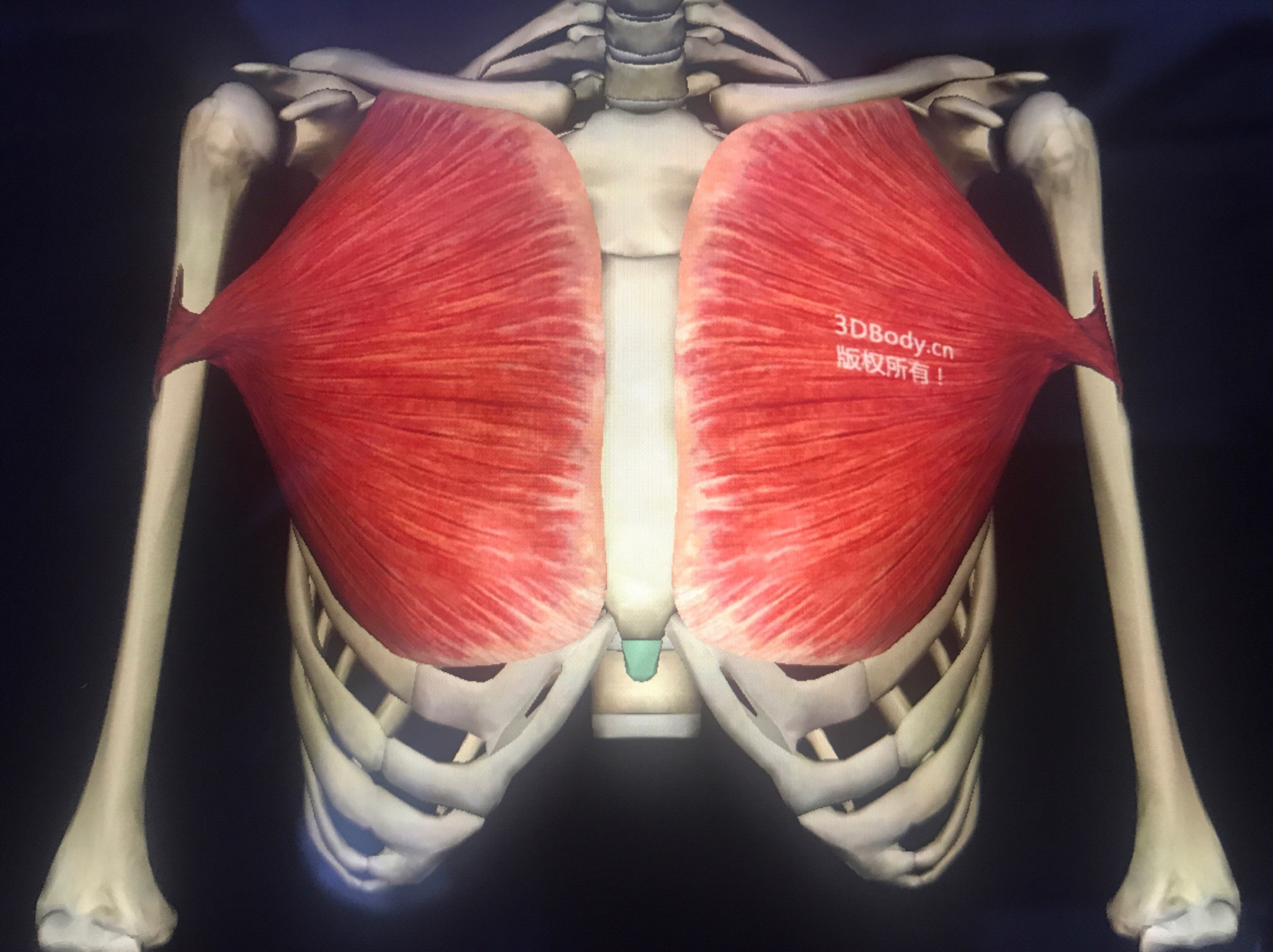 骨骼肌解剖之胸部肌群