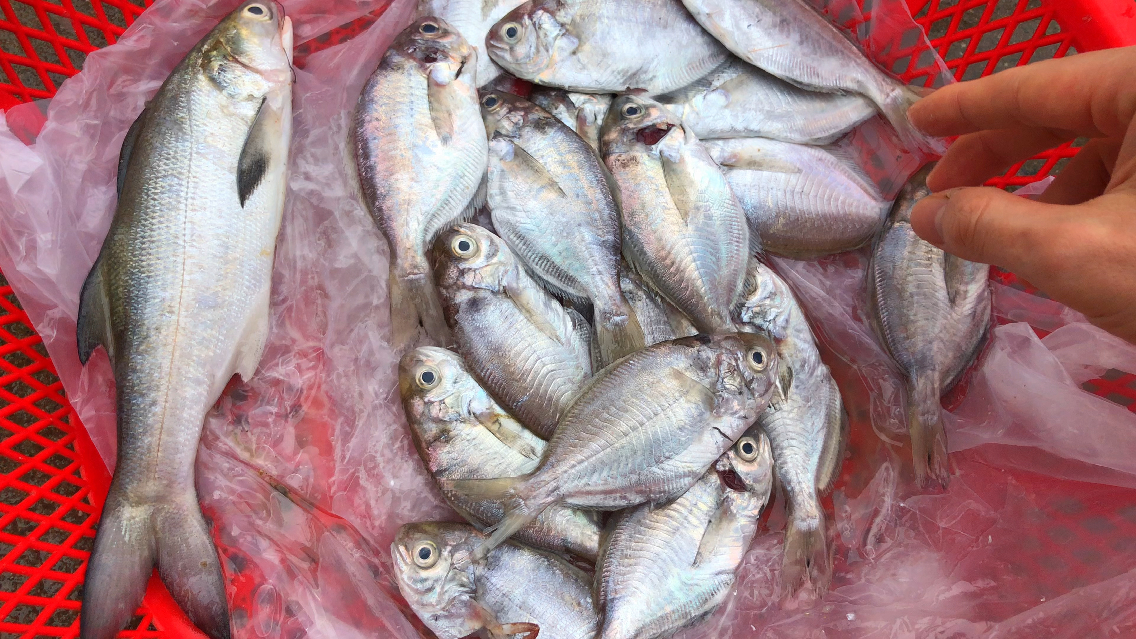 鲳鱼里面便宜又美味就是“南鲳鱼”，大厨教你潮汕特色做法