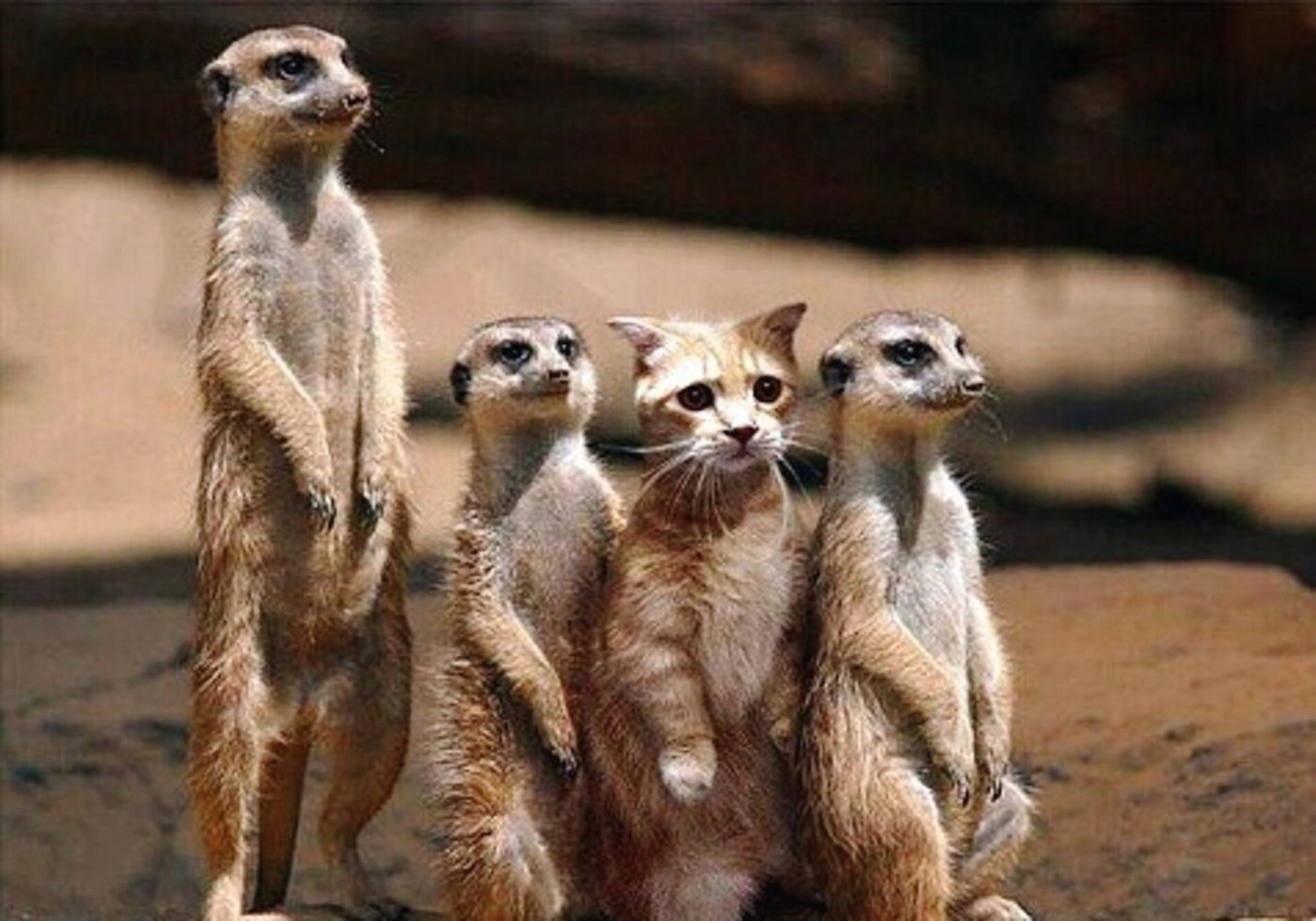 对不起,我是卧底!  #动物趣图