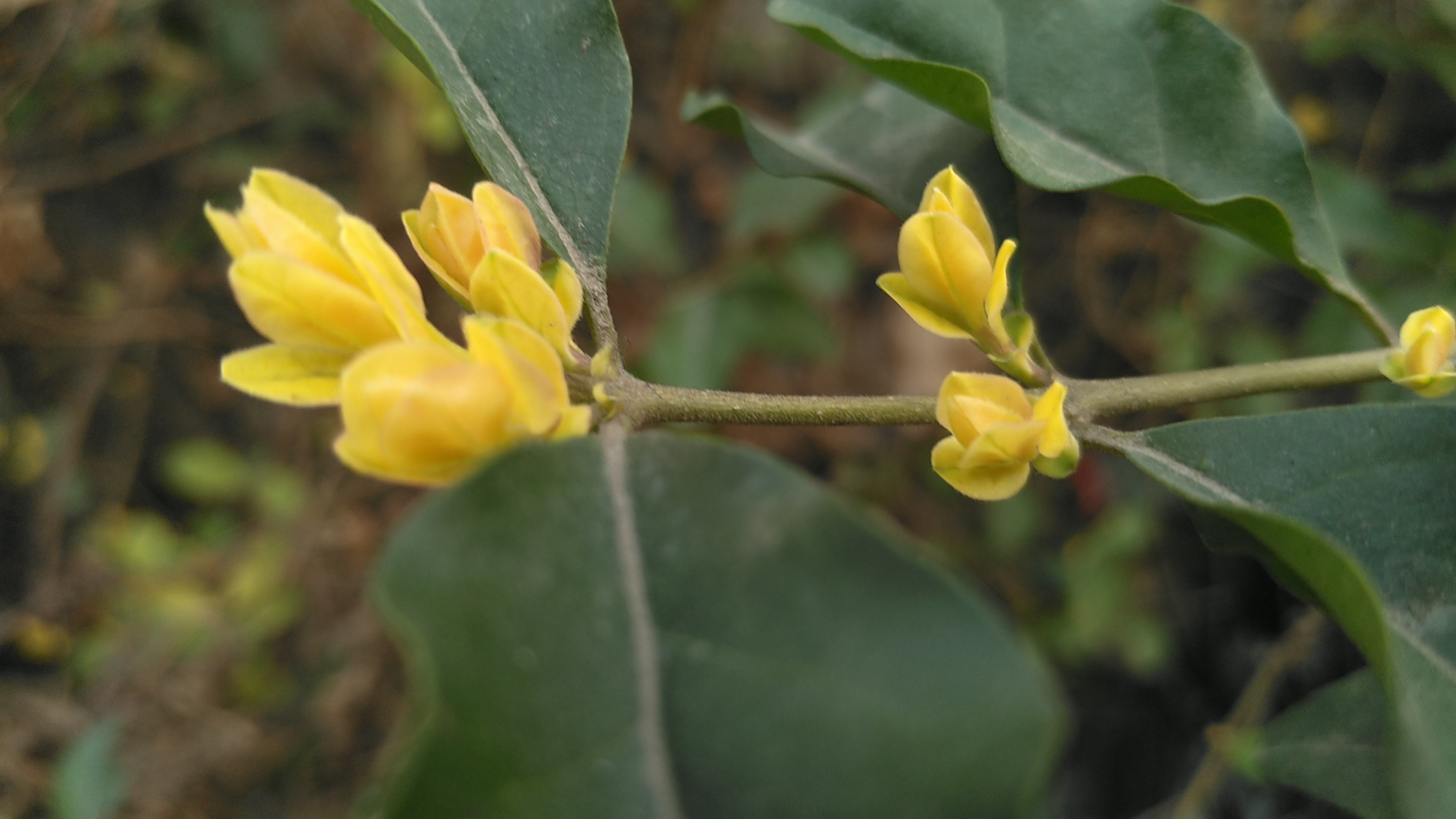 新长出来的芽儿,像鲜花一样美丽