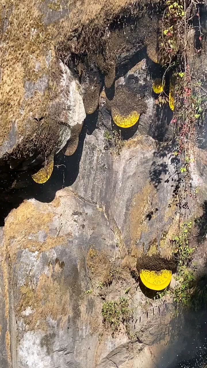 彝山香高山悬崖边壁上采岩蜜-度小视