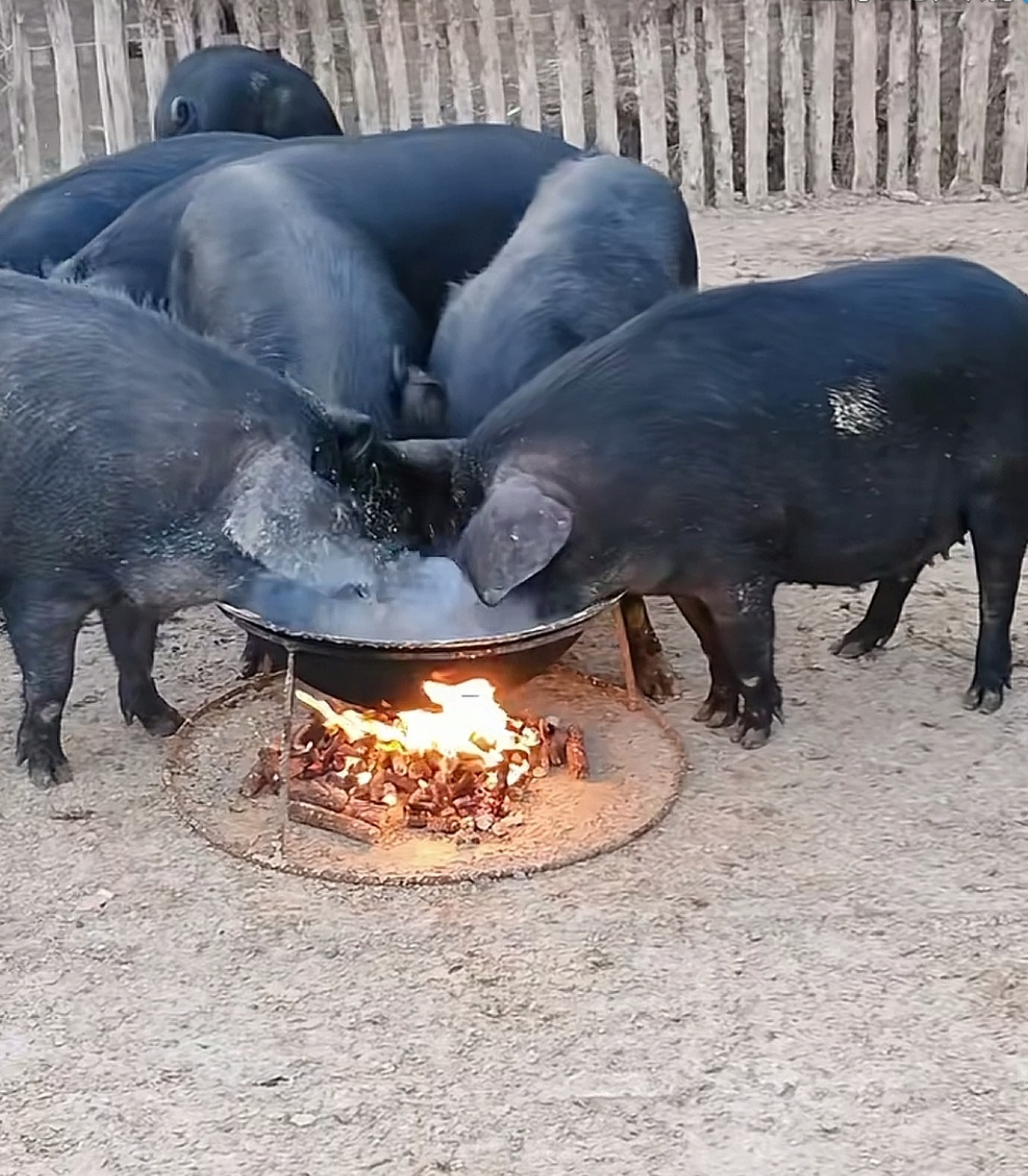 两头猪吃饭的图片图片