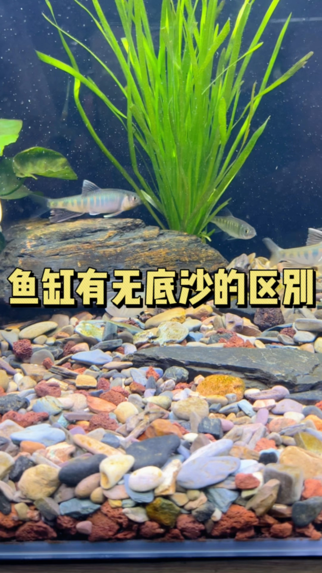 魚缸有沒有底沙區別真的很大.#水族 #溪流沙 #養魚日記-度小視