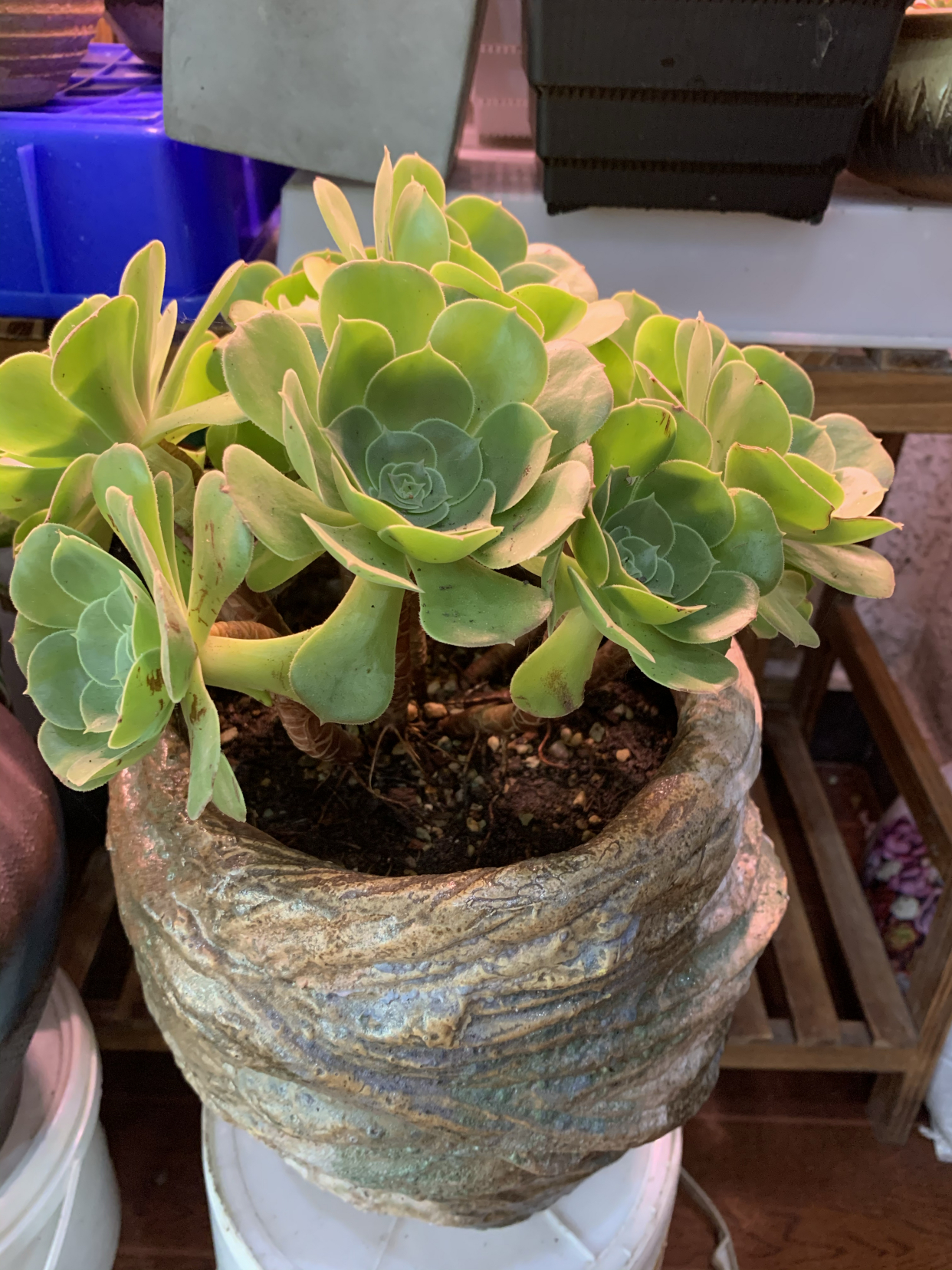 多肉爱好者的养植经验-有奇怪味道的法师-韶羞法师