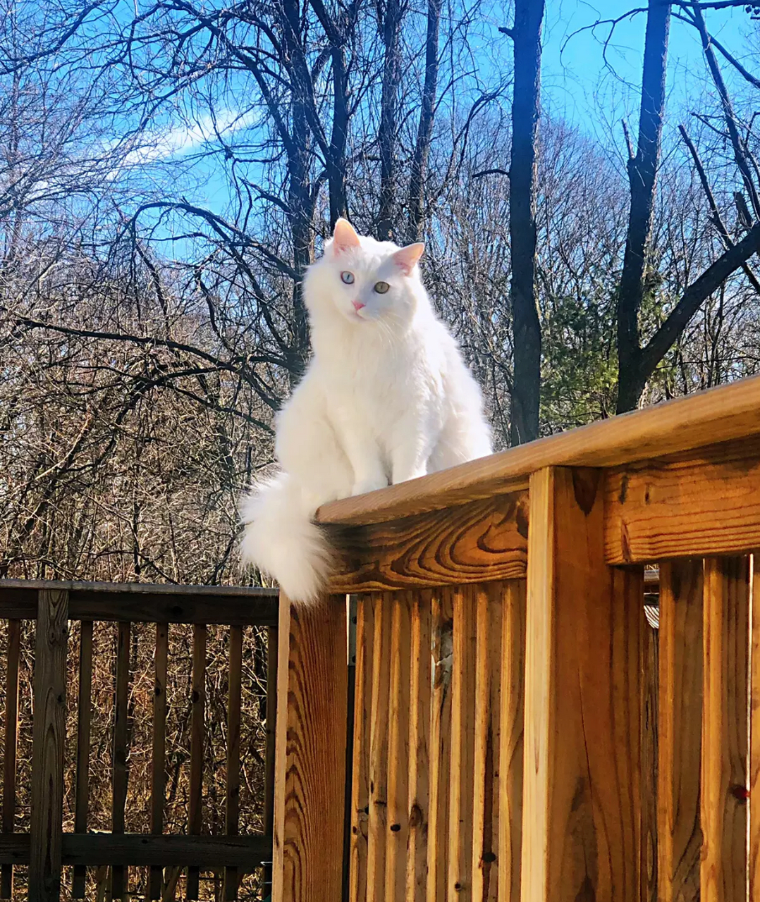 故宫狮子猫小龙女图片